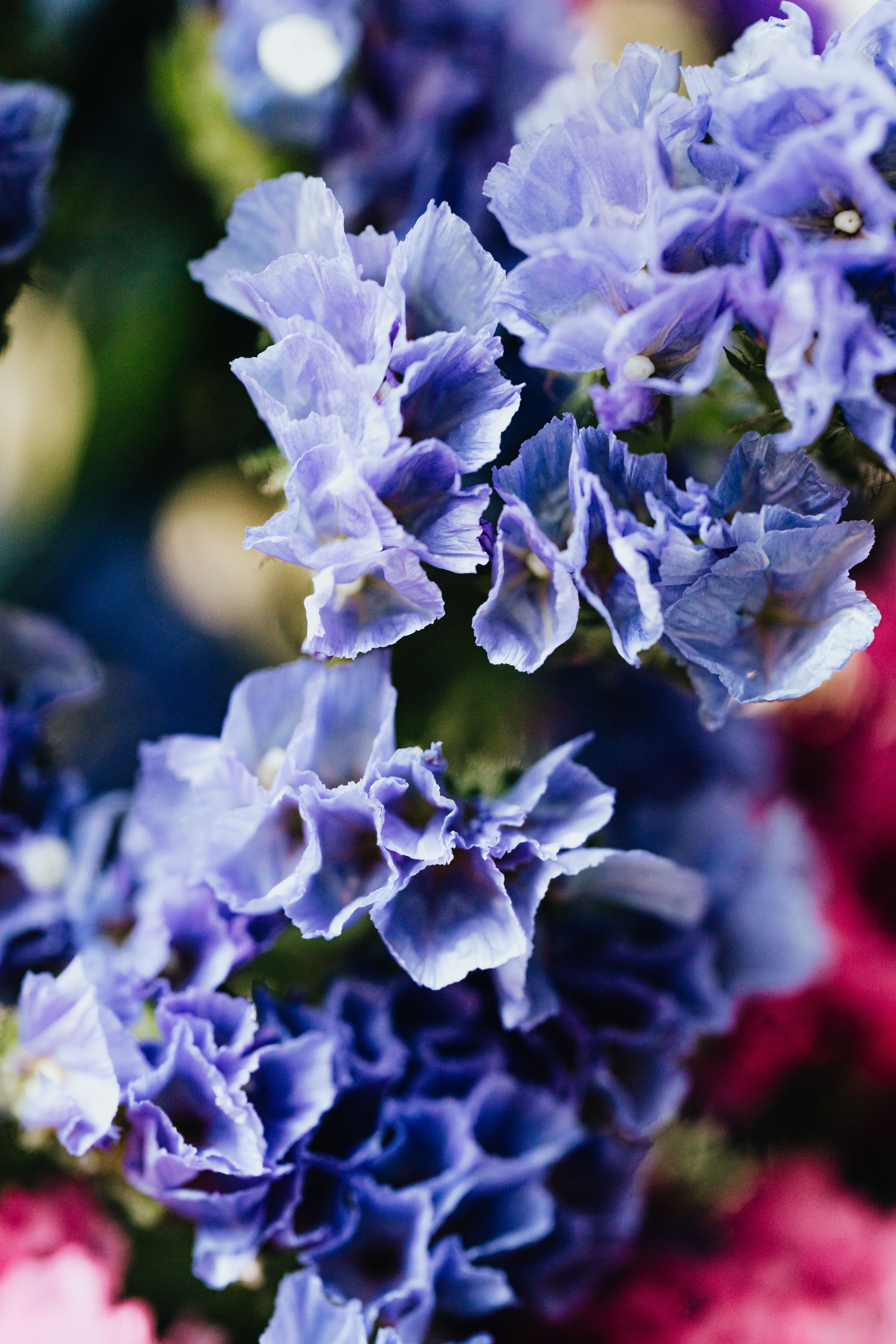 close up of flowers
