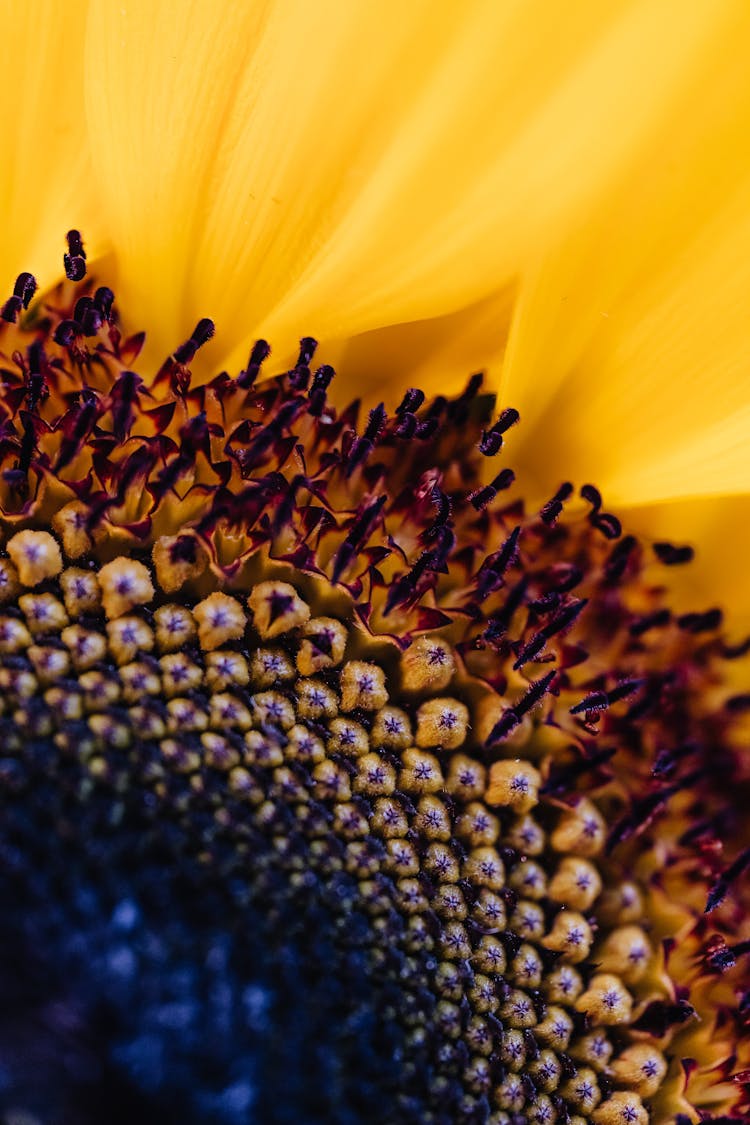 Macro Photography Of A Sunflower