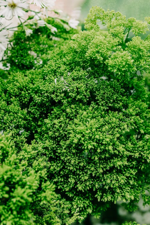 Бесплатное стоковое фото с вертикальный выстрел, зеленый, кустарник