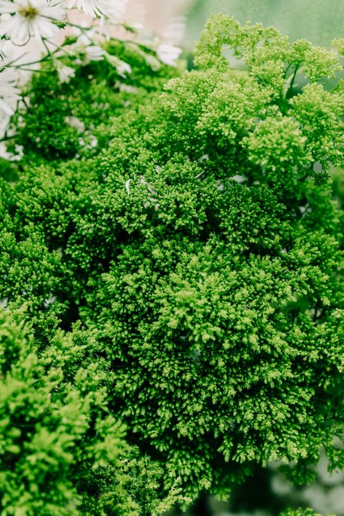 Free Close-up of vibrant green foliage with white floral accents in a garden setting. Stock Photo