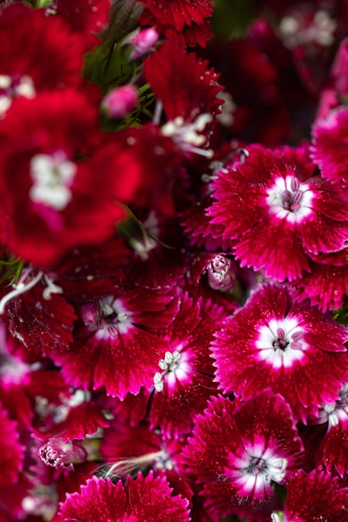 Kostnadsfri bild av bakgrund, blommig bakgrund, blommor