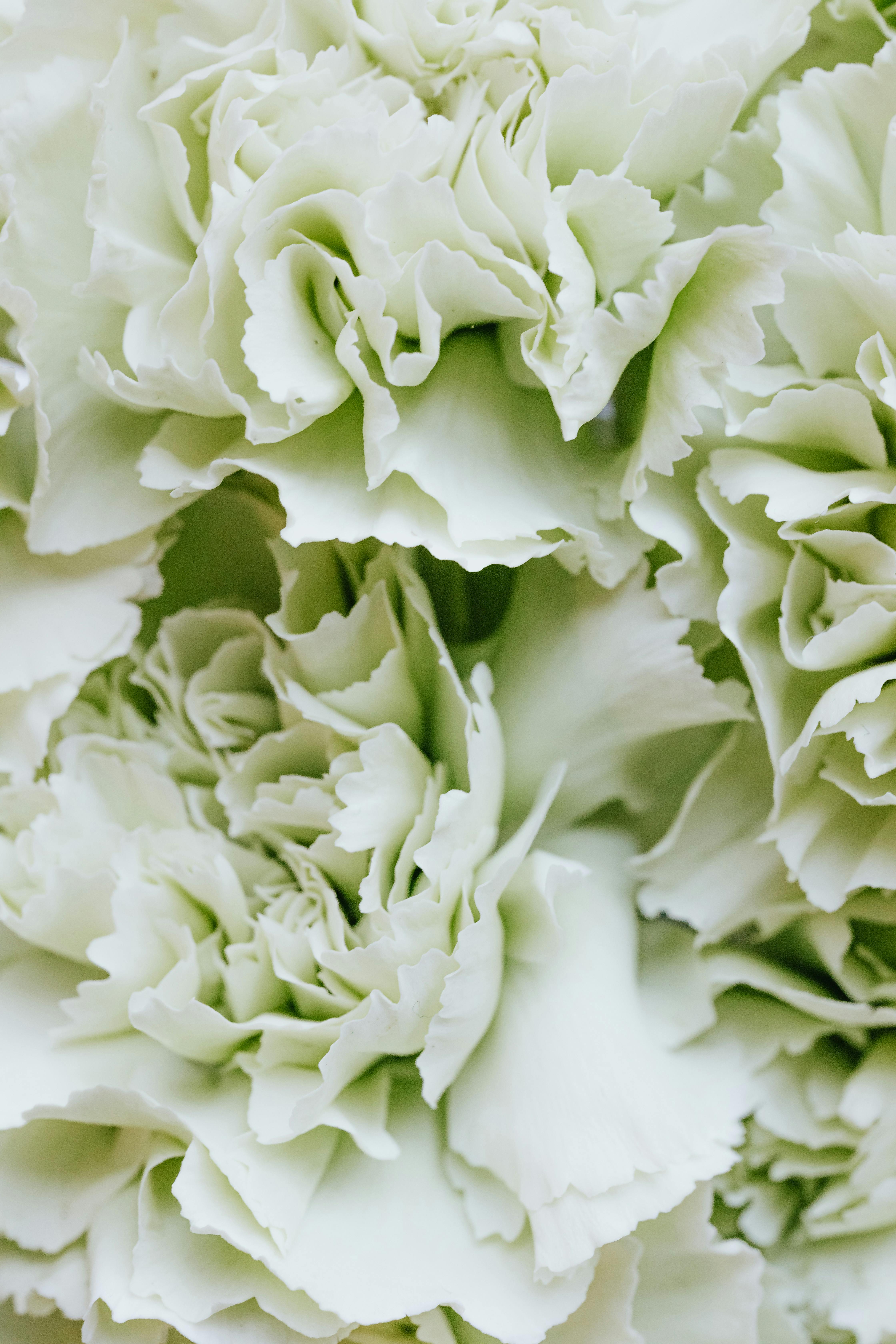 Gratuit Photos gratuites de arrangement floral, arrière-plan, arrière-plans d'histoire instagram Photos