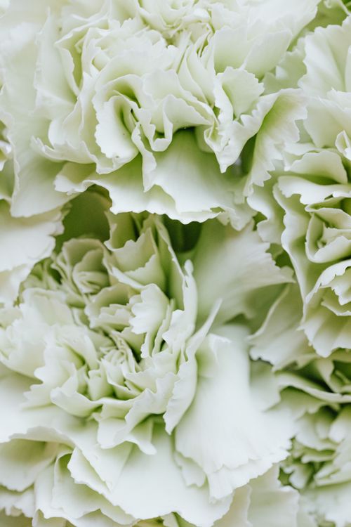 Free Detailed macro shot of white carnation petals with a soft, textured appearance. Stock Photo