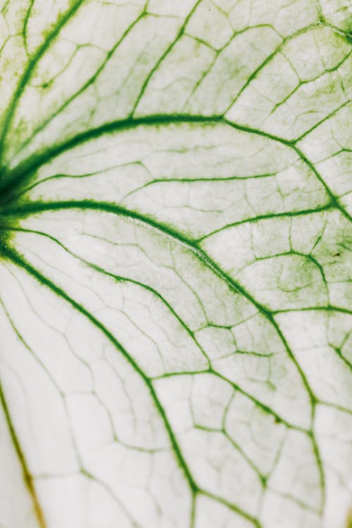 Macro Photography of a Leaf