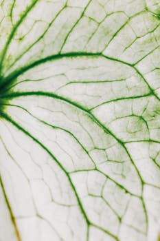 Detailed macro shot of a green-veined anthurium leaf with intricate patterns and textures.