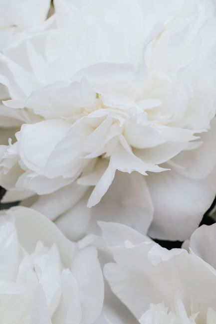 A delicate close-up of white peonies showcasing purity and freshness.