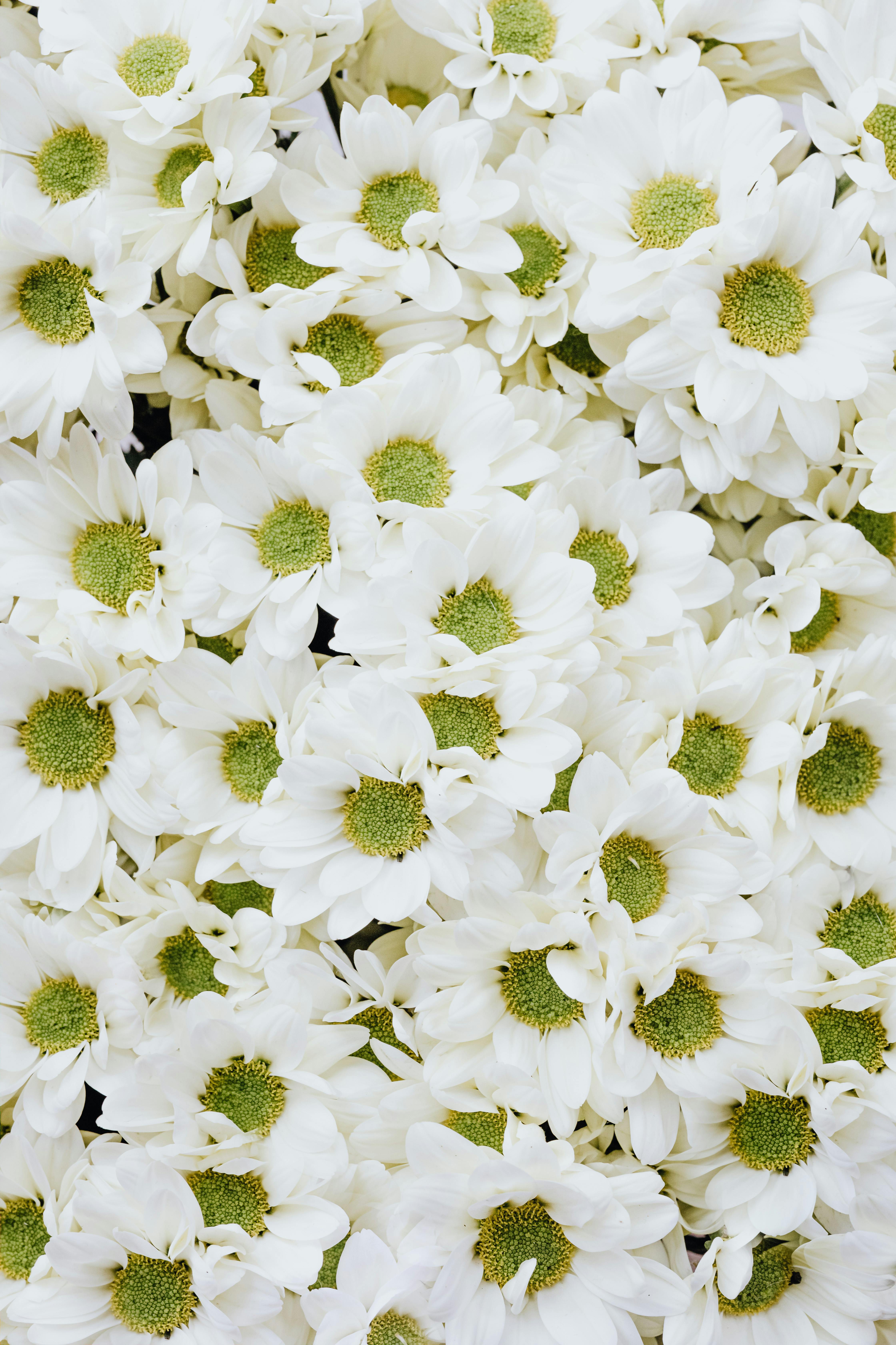 close up of white flowers