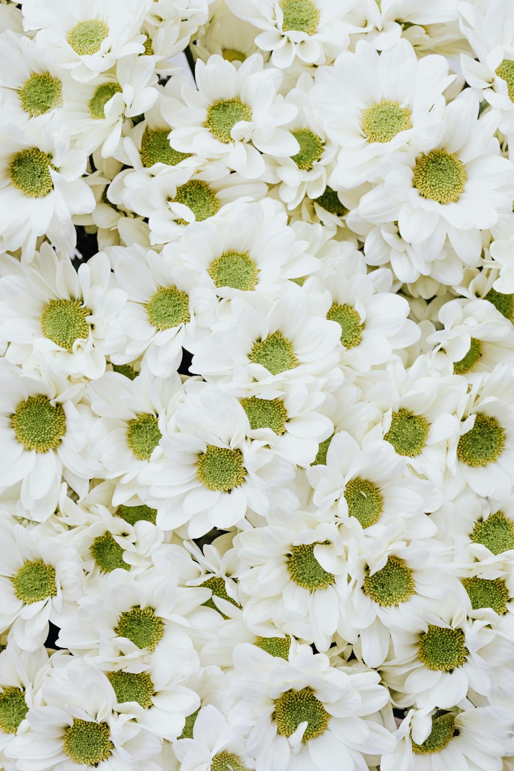 Close Up of White Flowers · Free Stock Photo