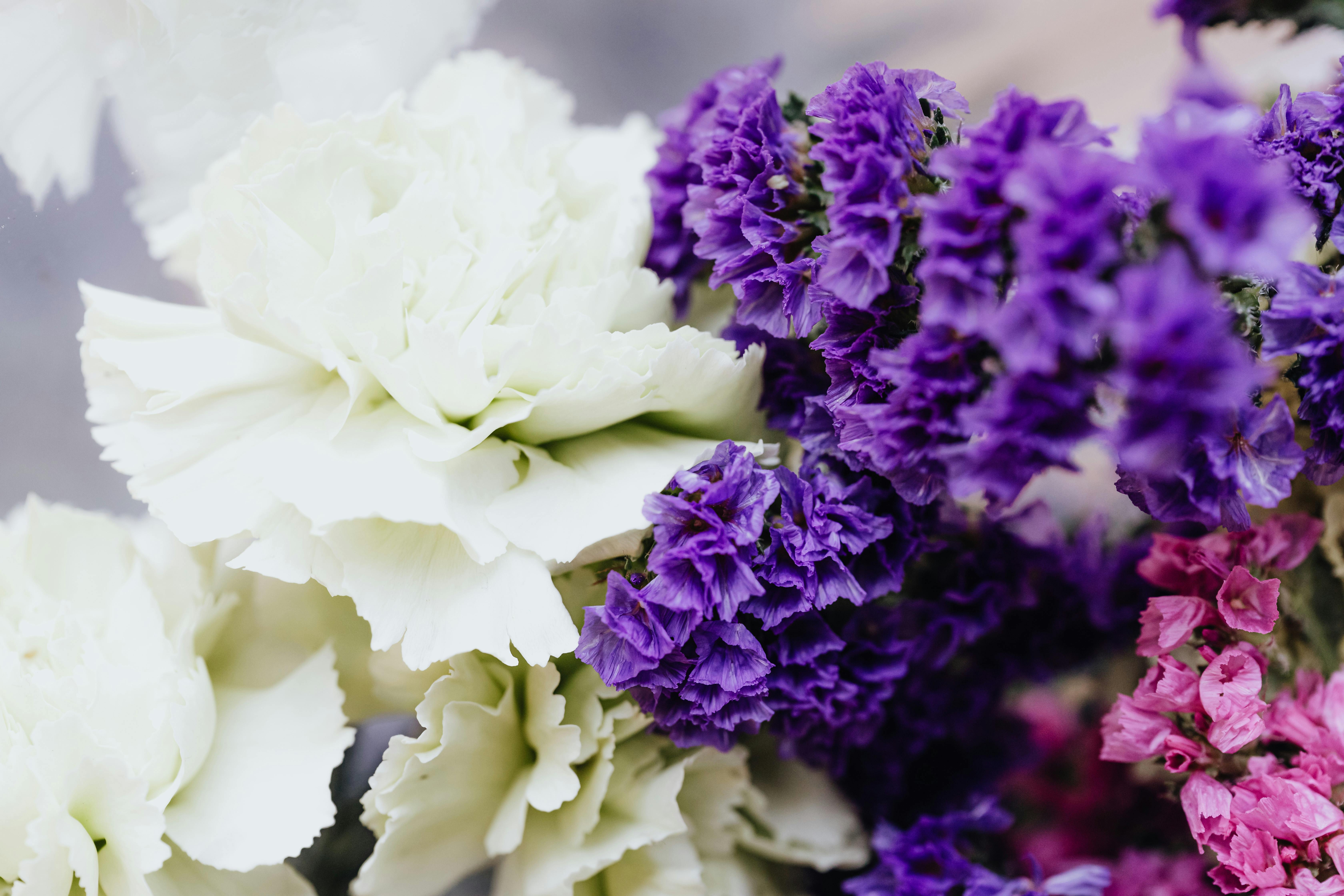 在自然日光下，白色、紫色和粉色绣球花的鲜艳色彩被详细地宏观捕捉