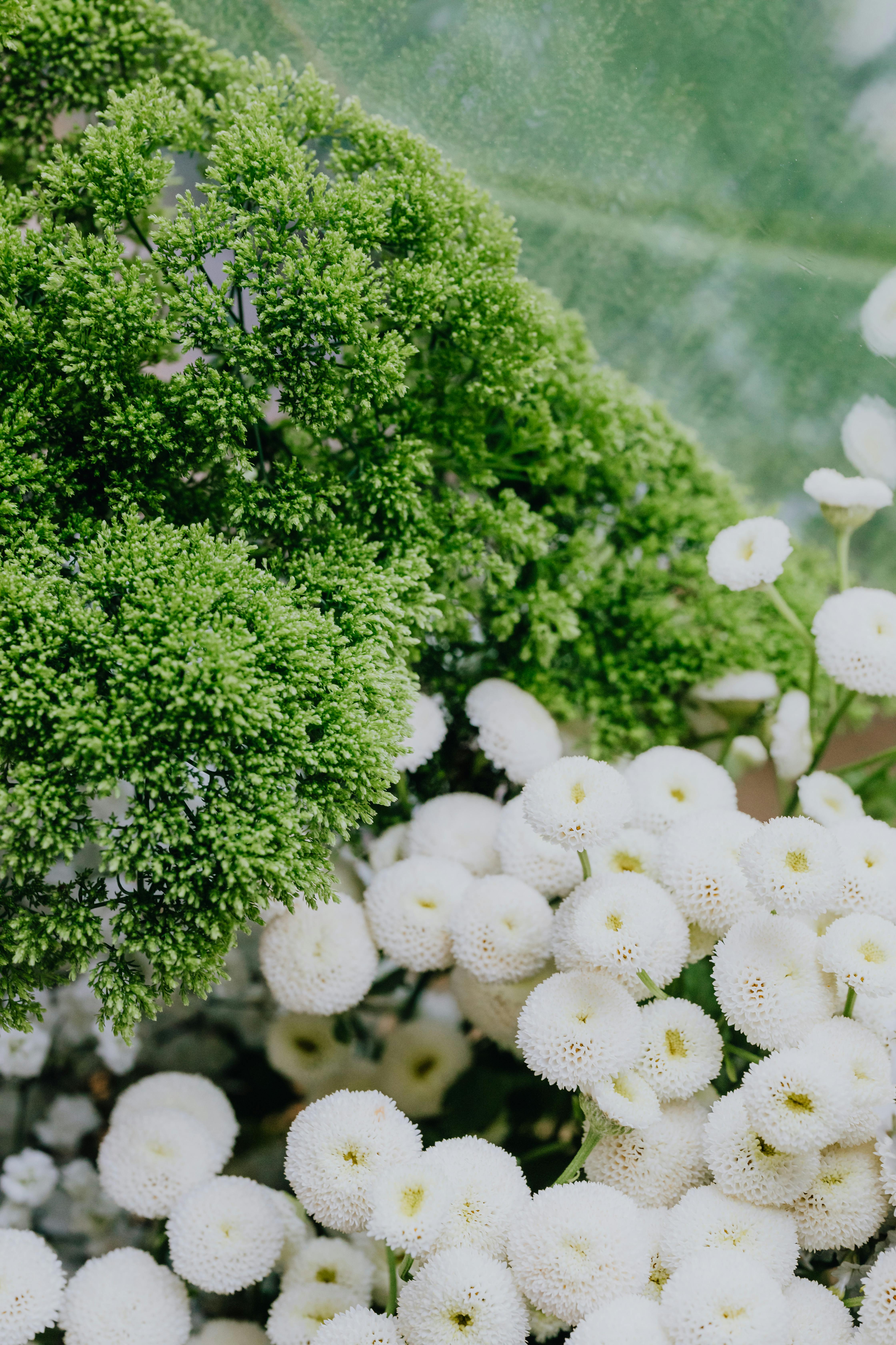 镜头详细展示了充满活力的白色雏菊和郁郁葱葱的绿叶