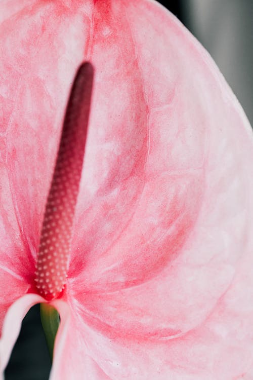 アンスリウム, エキゾチック, ピンクの花の無料の写真素材