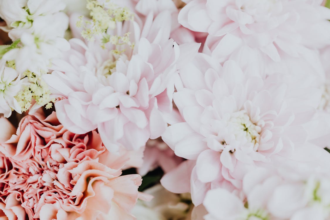 Pink and White Flowers in Tilt Shift Lens