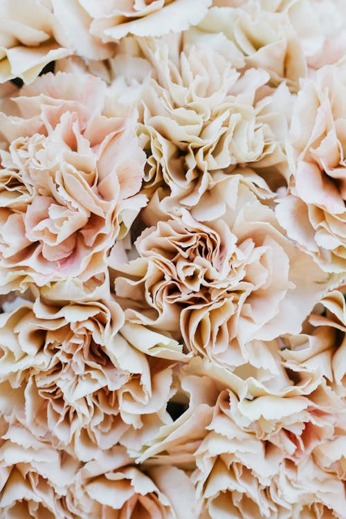 Close Up Photography of White Flowers