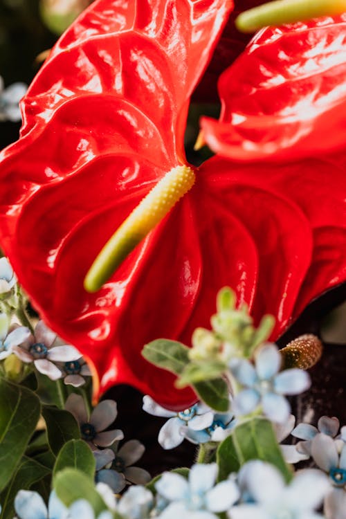 Red Flower With Green Leaves