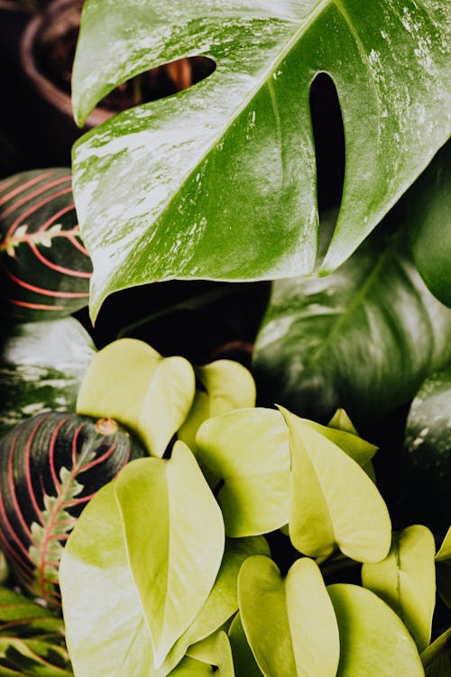나뭇잎, 녹색 식물, 몬스터 잎의 무료 스톡 사진