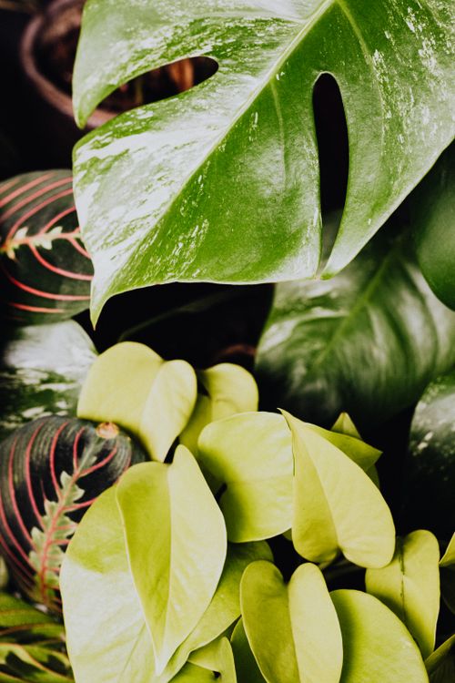 Free A vibrant display of monstera and various indoor plants' lush green leaves. Stock Photo