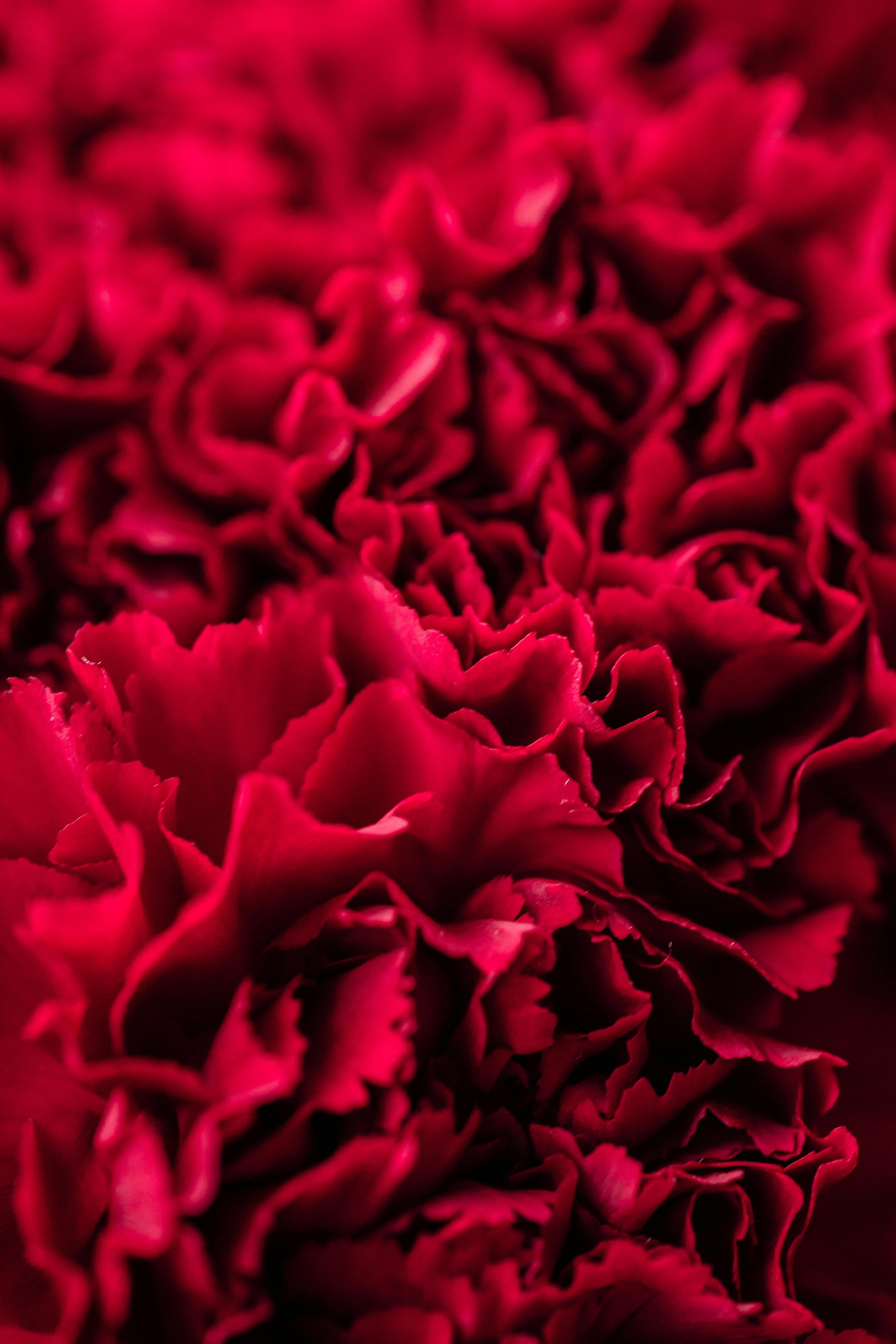 close up of red flowers