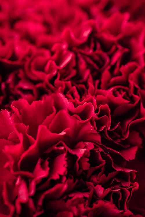 Foto d'estoc gratuïta de antecedents de la història d’instagram, flors, flors vermelles