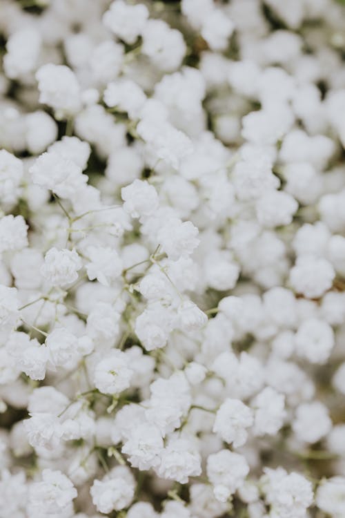 คลังภาพถ่ายฟรี ของ ขาว, ดอกไม้, น่ารัก