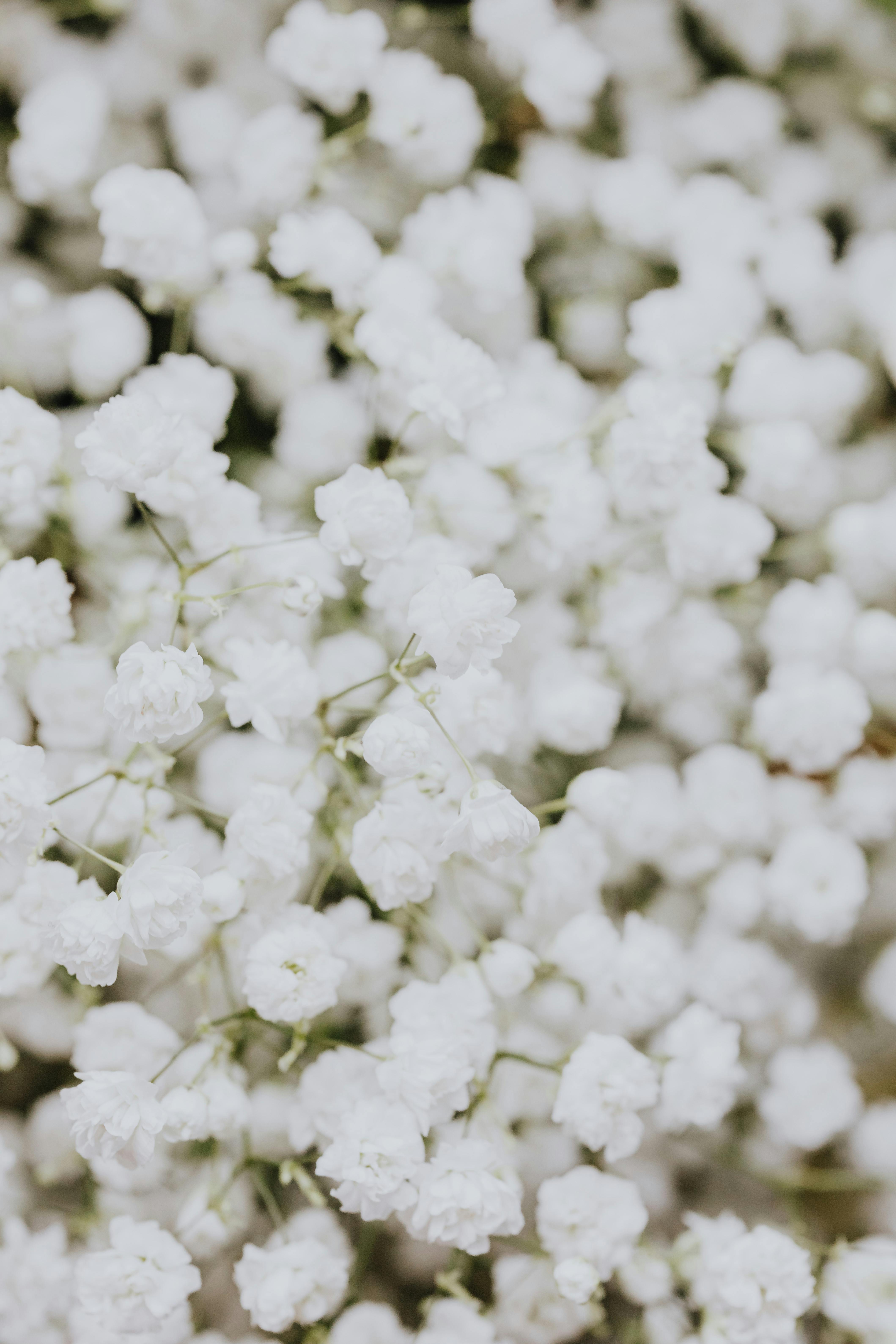 White Flowers Photos, Download The BEST Free White Flowers Stock Photos &  HD Images