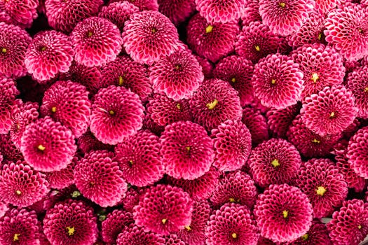 特写镜头中，充满活力的粉红色菊花花瓣错综复杂，非常适合用作花卉壁纸