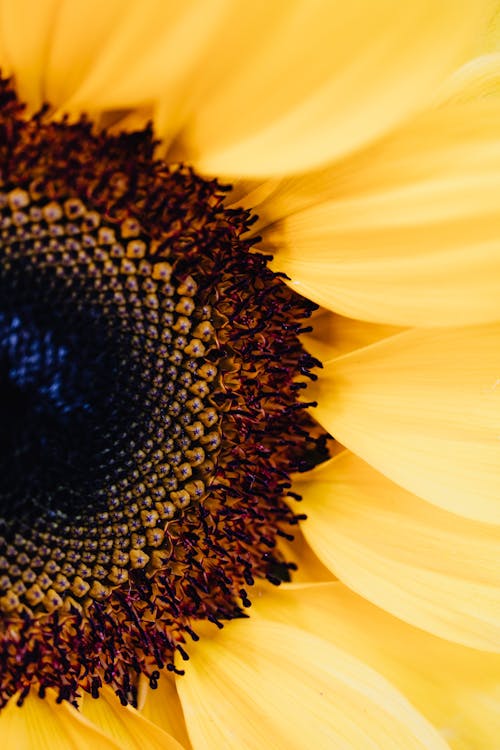 Imagine de stoc gratuită din 4k, culoare, floare