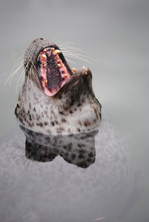 Free Sea Lion in Water Head Out Mouth Opened Stock Photo