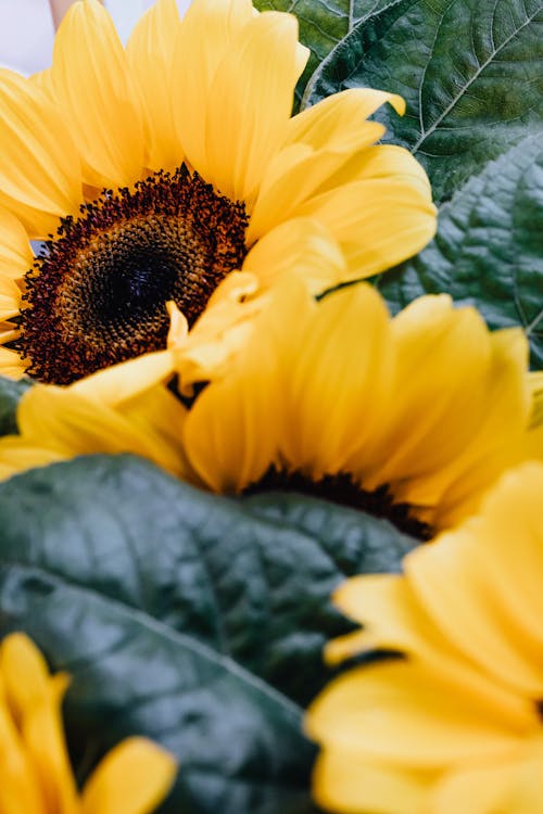 Free Close Up Photography of a Sunflower Stock Photo