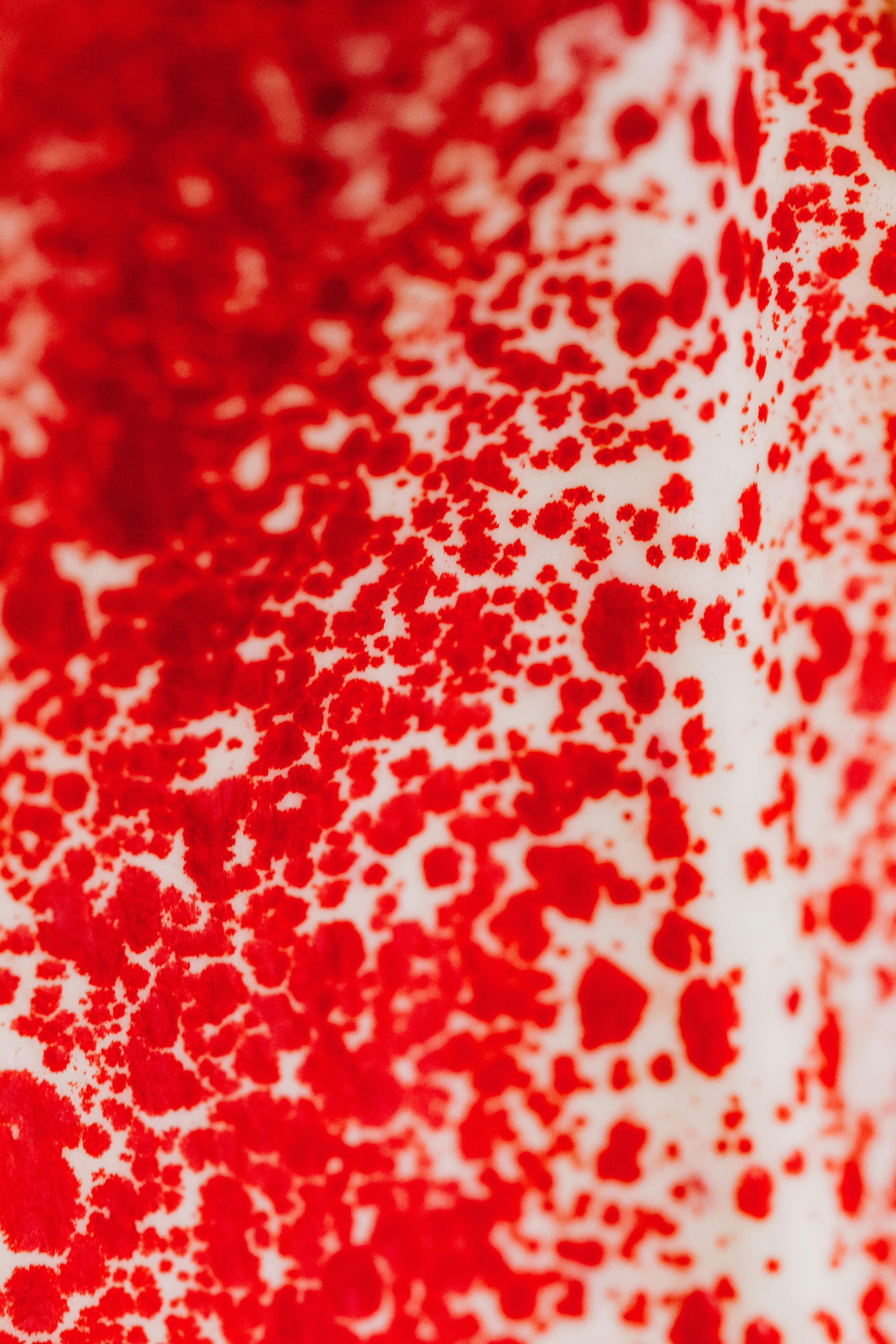 macro photography of a red and white anthurium