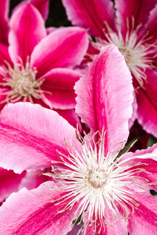 Close-up of Beautiful Pink Flowers