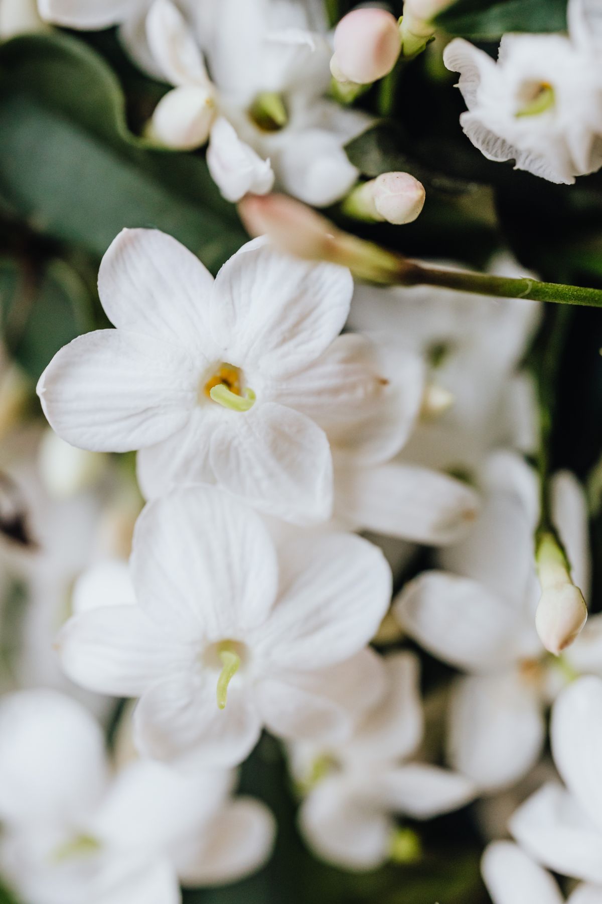 Schamhügel Fettabsaugung Düsseldorf – zarte weiße Orchideenblüten als Symbol für eine dezente, harmonische Intimkontur