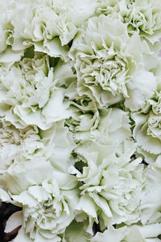 白色康乃馨花朵的清新特写，非常适合用作背景或花卉设计