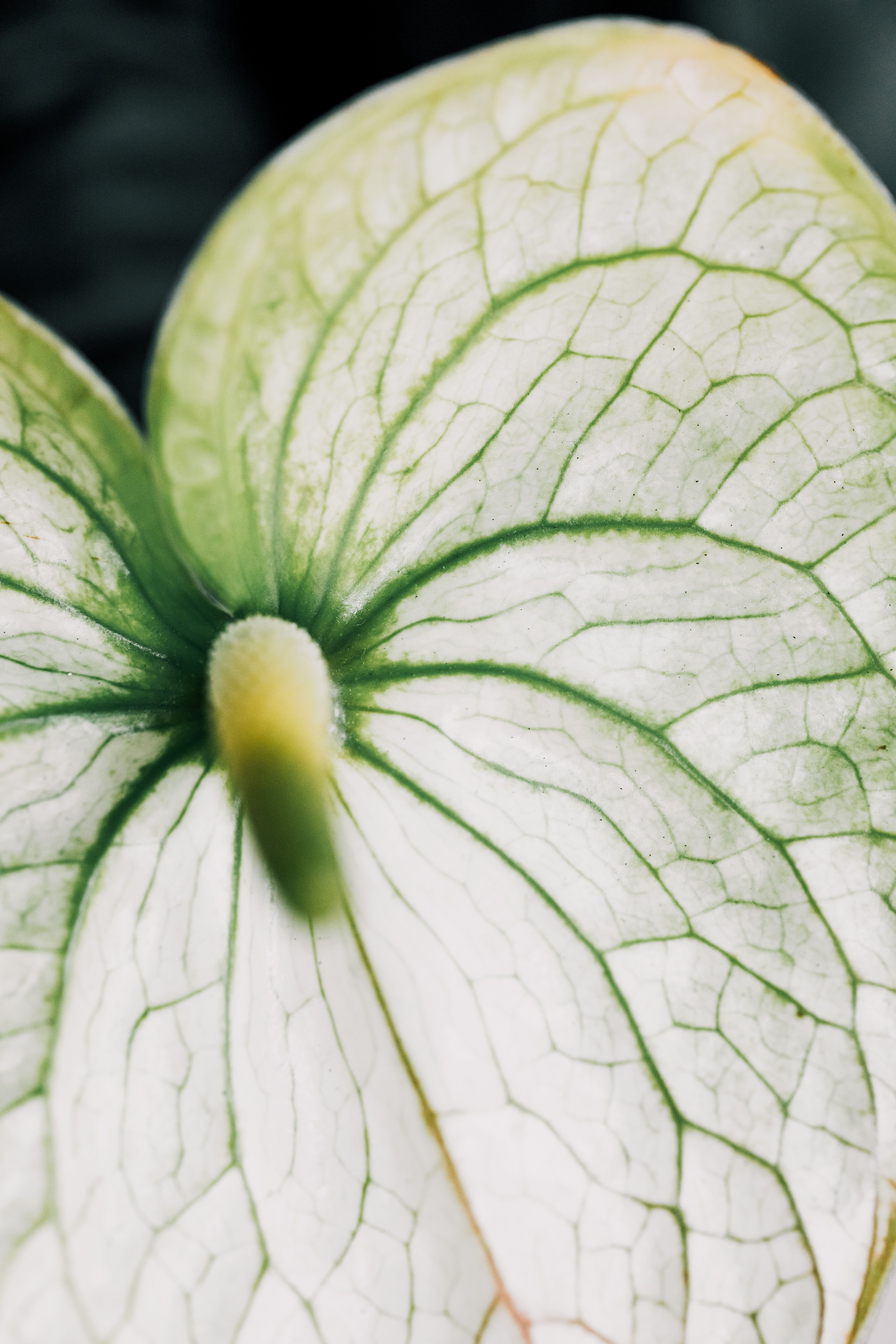 Green Flat Oblong Leaf Plant on Close Up Photography · Free Stock Photo