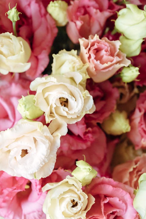 คลังภาพถ่ายฟรี ของ ช่อดอกไม้, ดอกกุหลาบ, ดอกกุหลาบสีชมพูและสีขาว