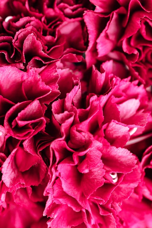Imagine de stoc gratuită din a închide, flori, flori roz