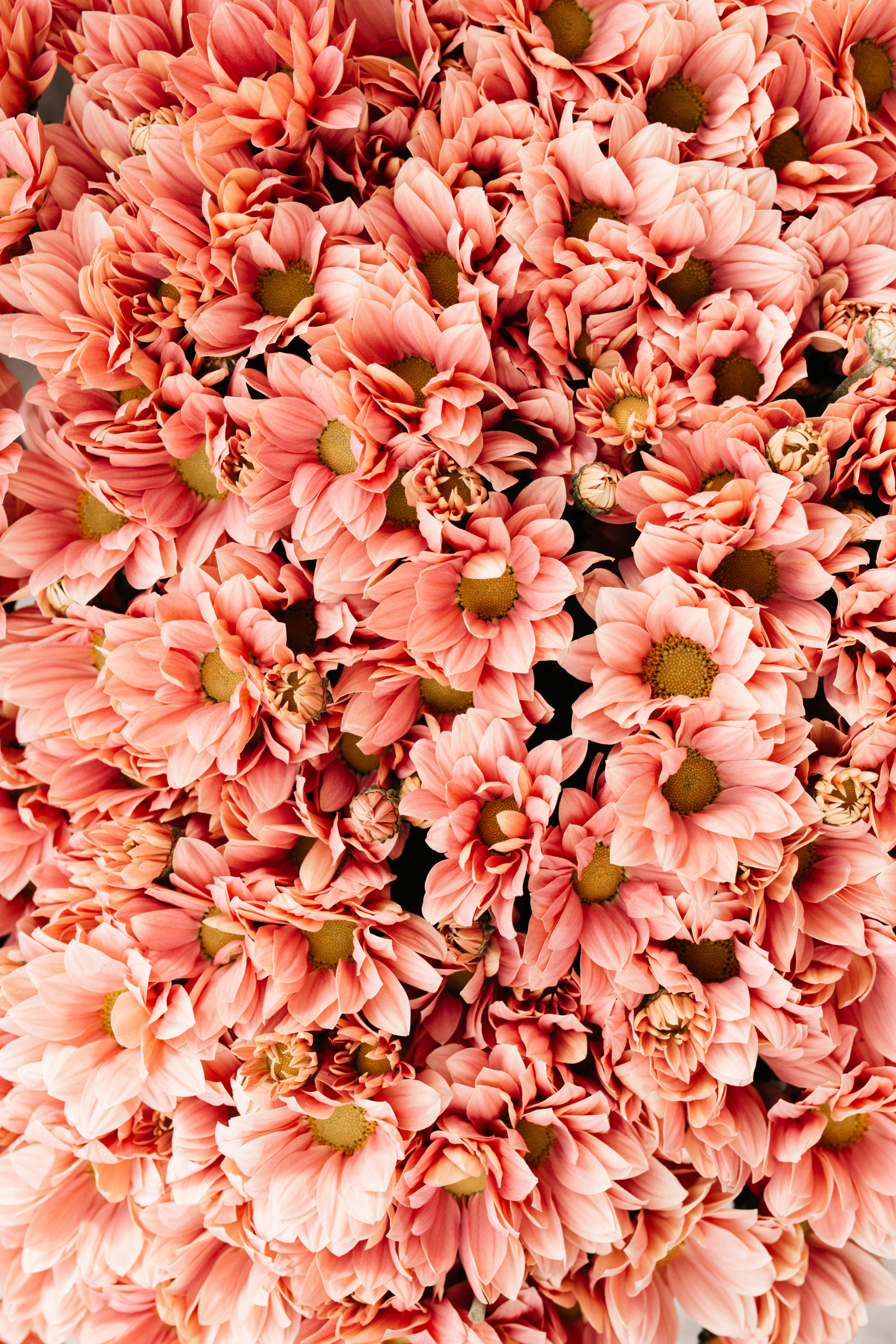 close up of pink flowers