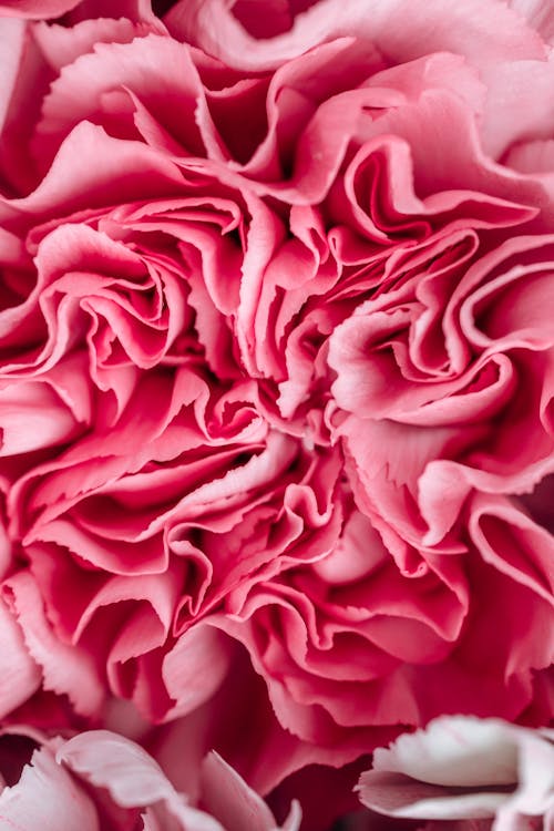 Imagine de stoc gratuită din a închide, floare, floare roz