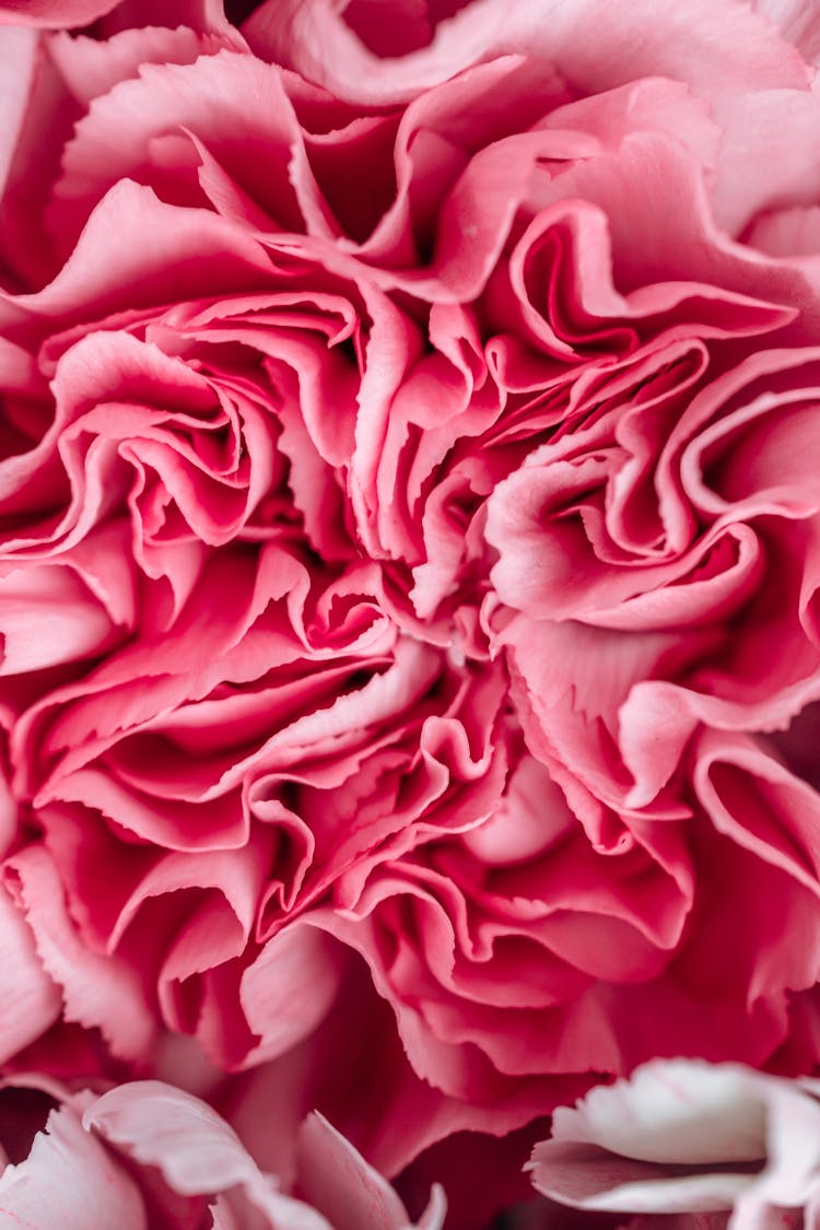 Macro Photo Of A Pink Flower