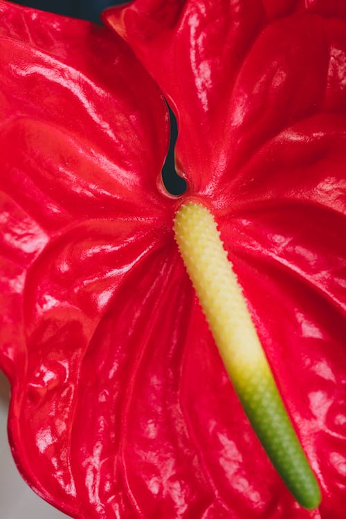 Бесплатное стоковое фото с антуриум, вертикальный выстрел, красный цветок
