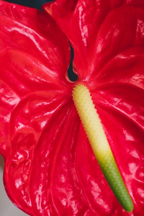 Free Detailed close-up of a vibrant red anthurium flower with its spadix. Stock Photo