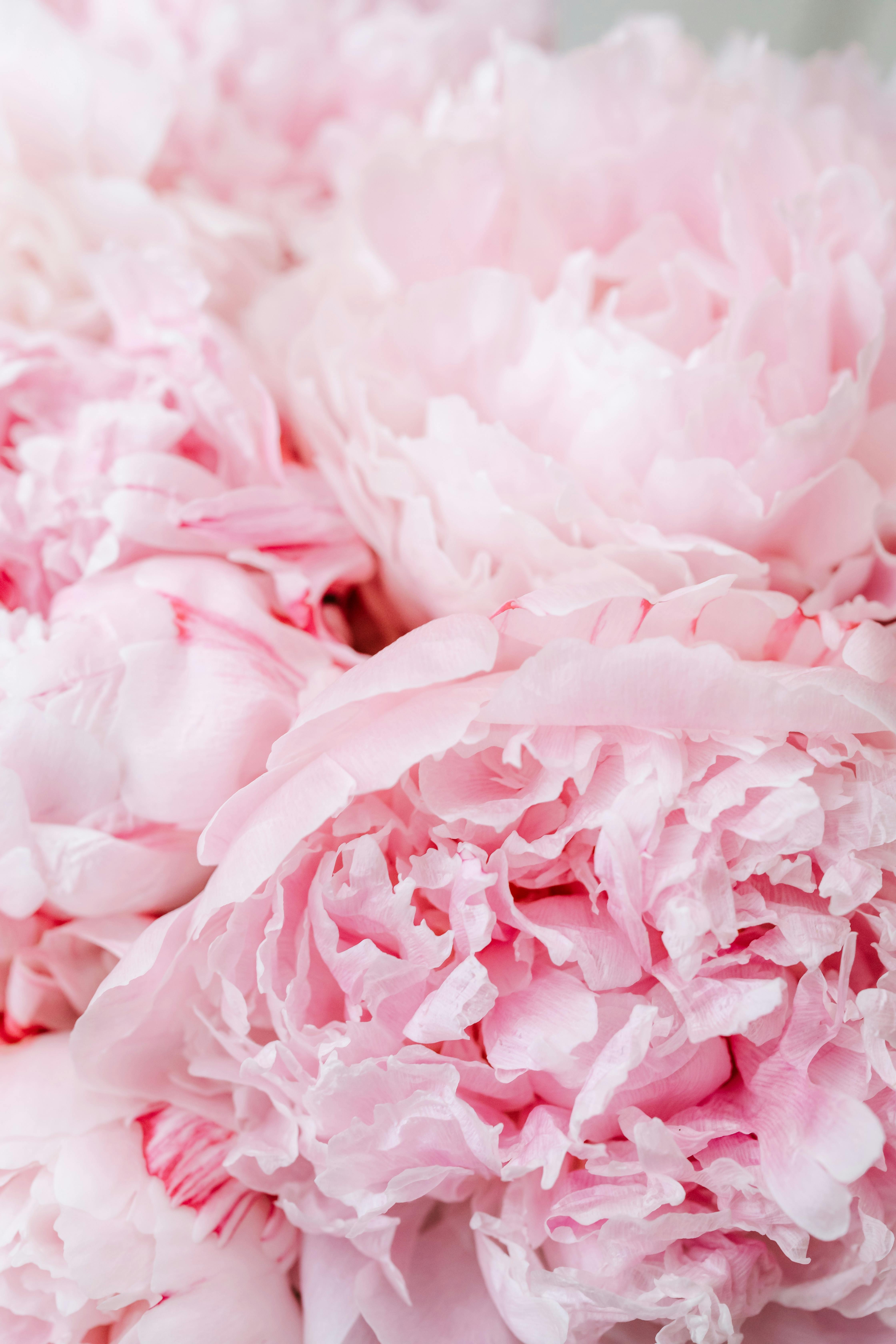 HD wallpaper pink peony flower plant blossom geranium rose petal  acanthaceae  Wallpaper Flare