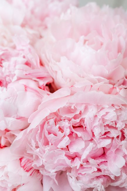 Delicate light pink peonies in full bloom, showcasing textures and pastel colors.