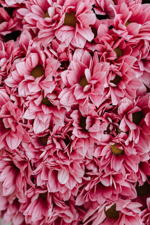 instagram 이야기 배경, 꽃, 꽃 배경의 무료 스톡 사진