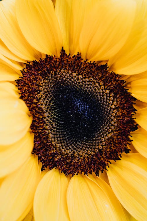 instagram故事背景, 充滿活力, 向日葵 的 免費圖庫相片