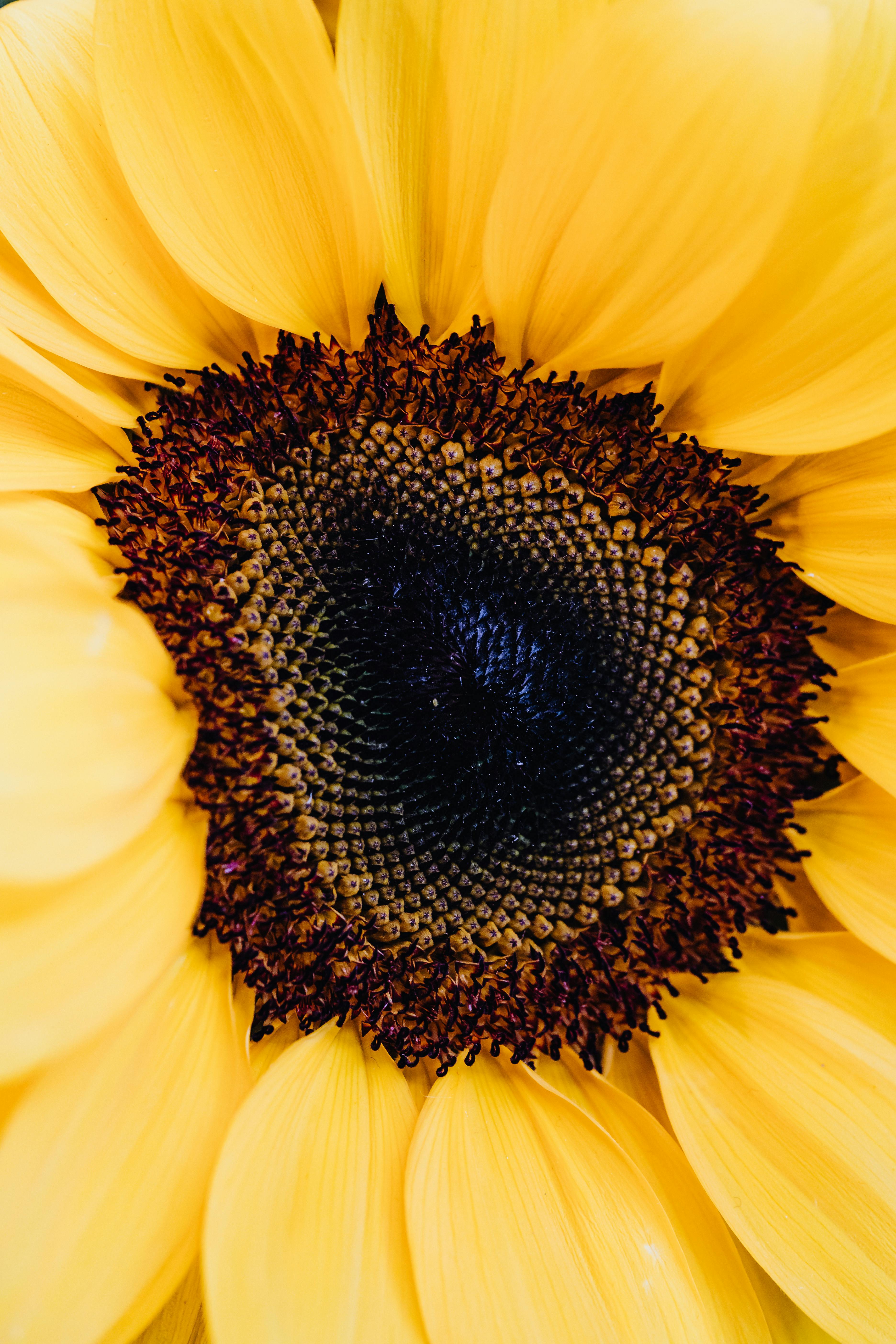  Macro  Photography  of a Sunflower   Free Stock Photo 