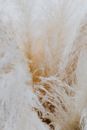 Macro Photography of Dried Grass