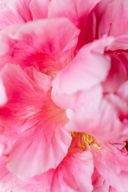 Macro Photography of a Pink Flower