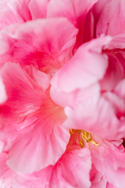 Free Macro Photography of a Pink Flower Stock Photo