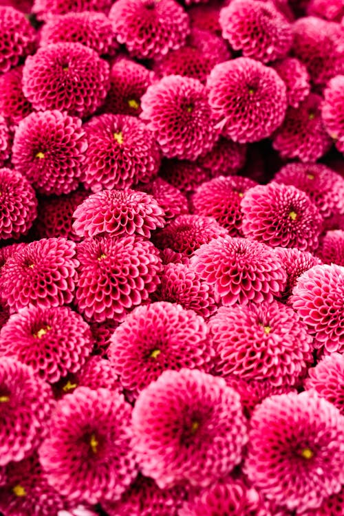 Close Up of Pink Flowers