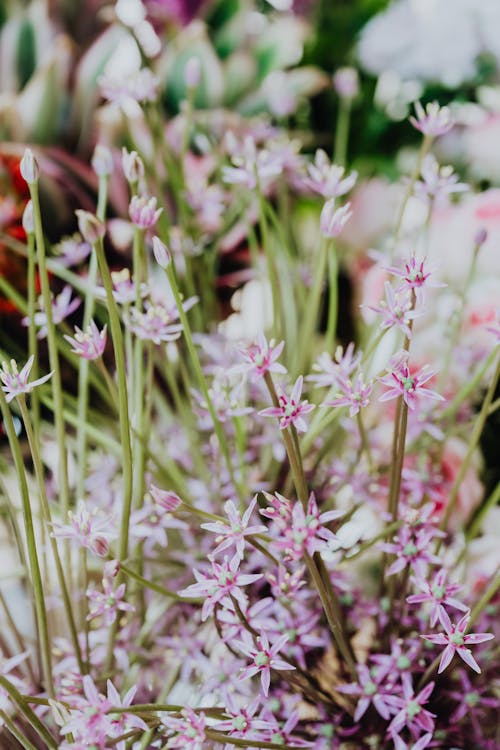 Fotos de stock gratuitas de crecimiento, de cerca, flora